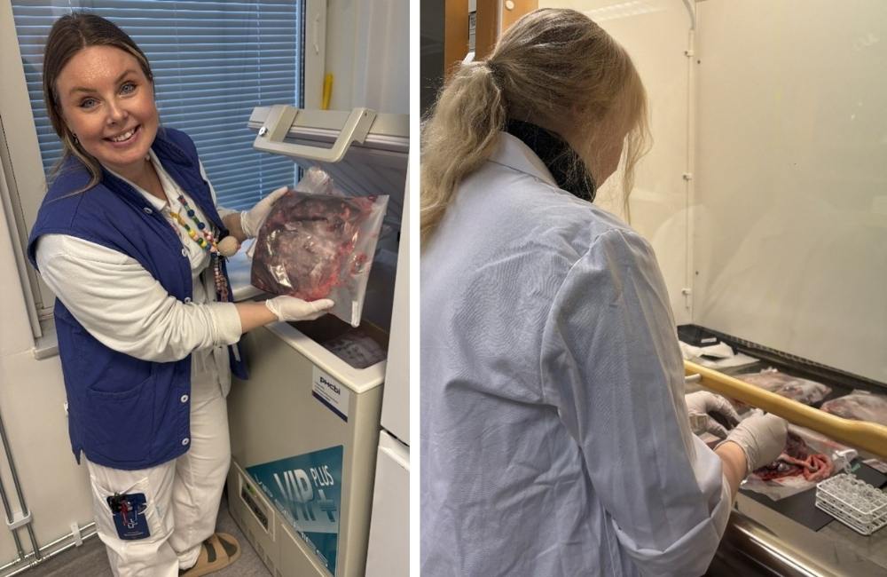 Midwife Linnea placing a placenta, donated by a NorthPop family, to the freezer. The placentas are collected later on for sampling and analysis.